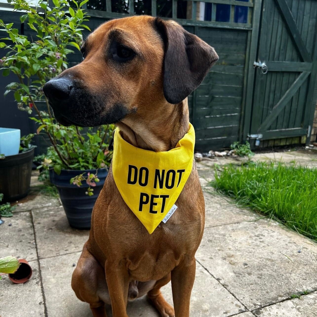 Nervous Dog Bandana